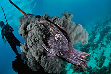 cuttlefish ink